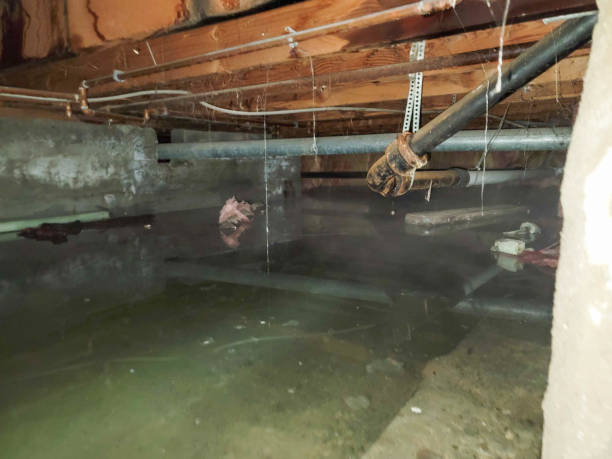 Best Flood damage cleanup  in Reed City, MI