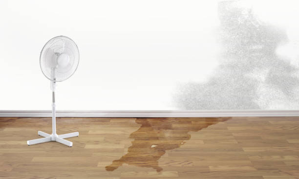 Best Carpet water damage restoration  in Reed City, MI